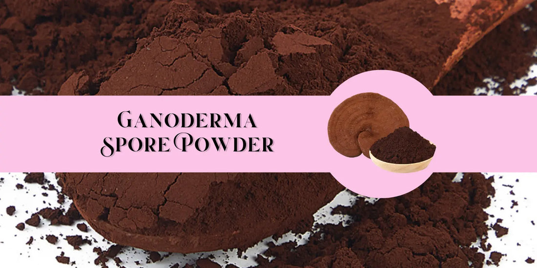 Ganoderma-sporpulver Kungen av Örter