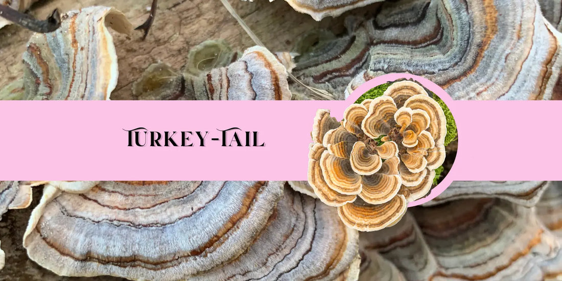 Turkey Tail – De Dolda Fördelarna