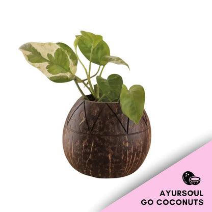 NATURES DEKORKRUKA + BAS