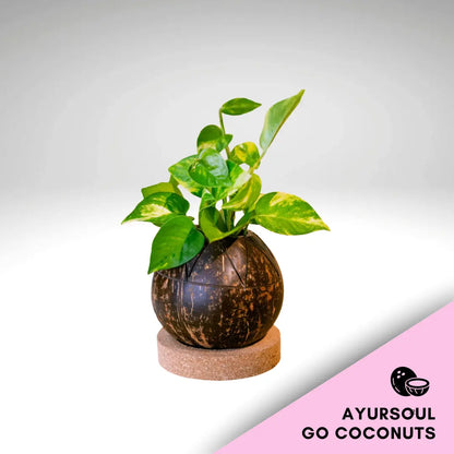 NATURES DEKORKRUKA + BAS